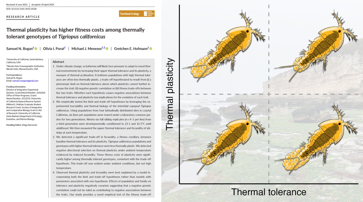 Sam Bogan (@granogan) on Twitter photo 🚨New paper!!🚨
Ectotherms with high thermal tolerance are often less thermally plastic, potentially due to a fitness tradeoff
Just out in <a href="/FunEcology/">Functional Ecology</a>, we find that reproductive costs of thermal plasticity are greater in more thermally tolerant families
besjournals.onlinelibrary.wiley.com/doi/10.1111/13… 🚨New paper!!🚨
Ectotherms with high thermal tolerance are often less thermally plastic, potentially due to a fitness tradeoff
Just out in <a href="/FunEcology/">Functional Ecology</a>, we find that reproductive costs of thermal plasticity are greater in more thermally tolerant families
besjournals.onlinelibrary.wiley.com/doi/10.1111/13…