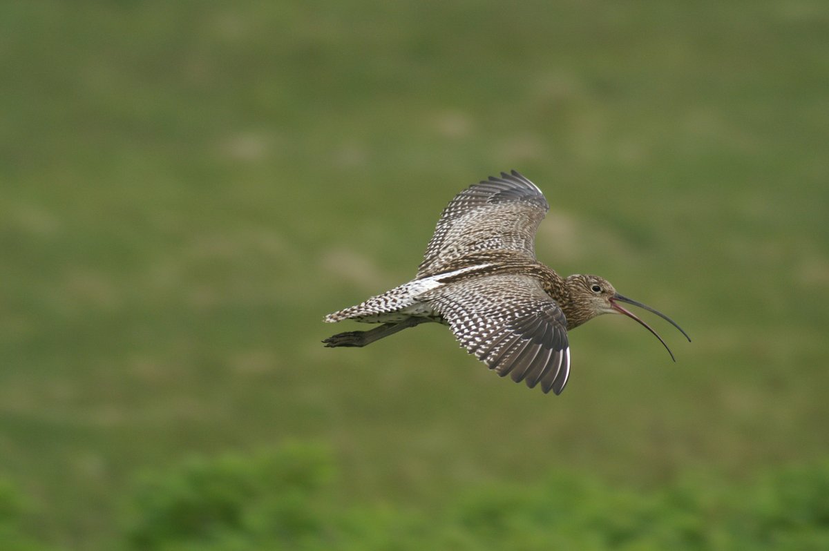 New PhD available with @BU_Research and @WWTworldwide 'Predators and lowland wading birds: from models to management'. Applications by 31st May. More details on this exciting project: bournemouth.ac.uk/study/courses/… #Ornithology #Ecology #Conservation