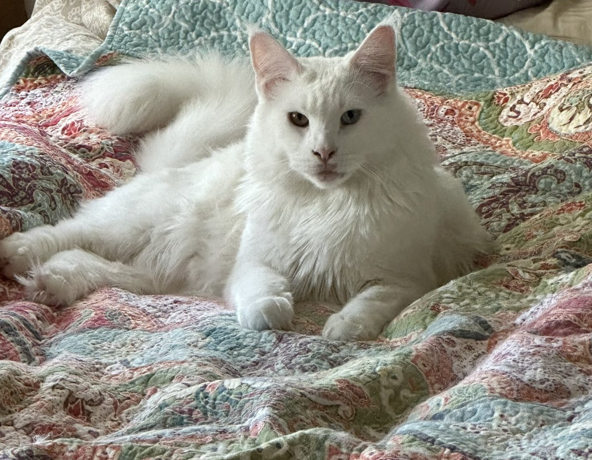 human bed? no no no… Mainecoon bed ✅