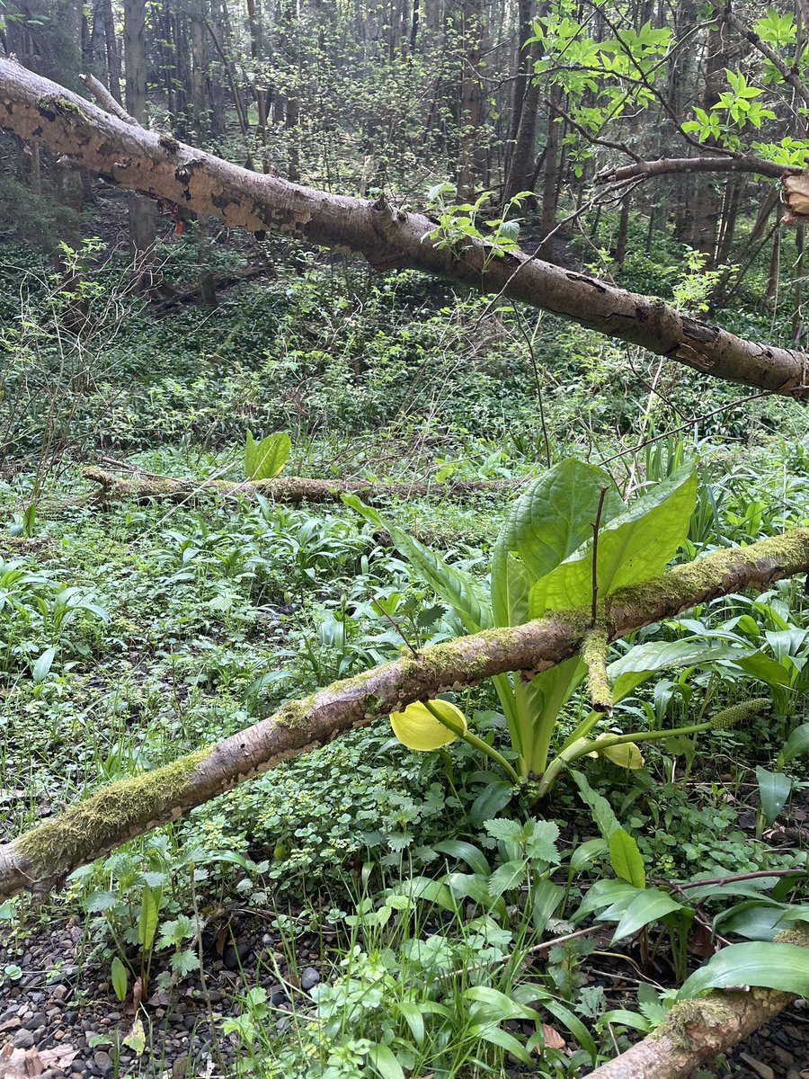 Disappointing to find these plants today on the esk :(.  Will need to take a spade on the next <a href="/riverfly/">Jason Godfrey</a> survey!
#americanskunkcabbage <a href="/SISI_project/">Scottish Invasive Species Initiative</a>