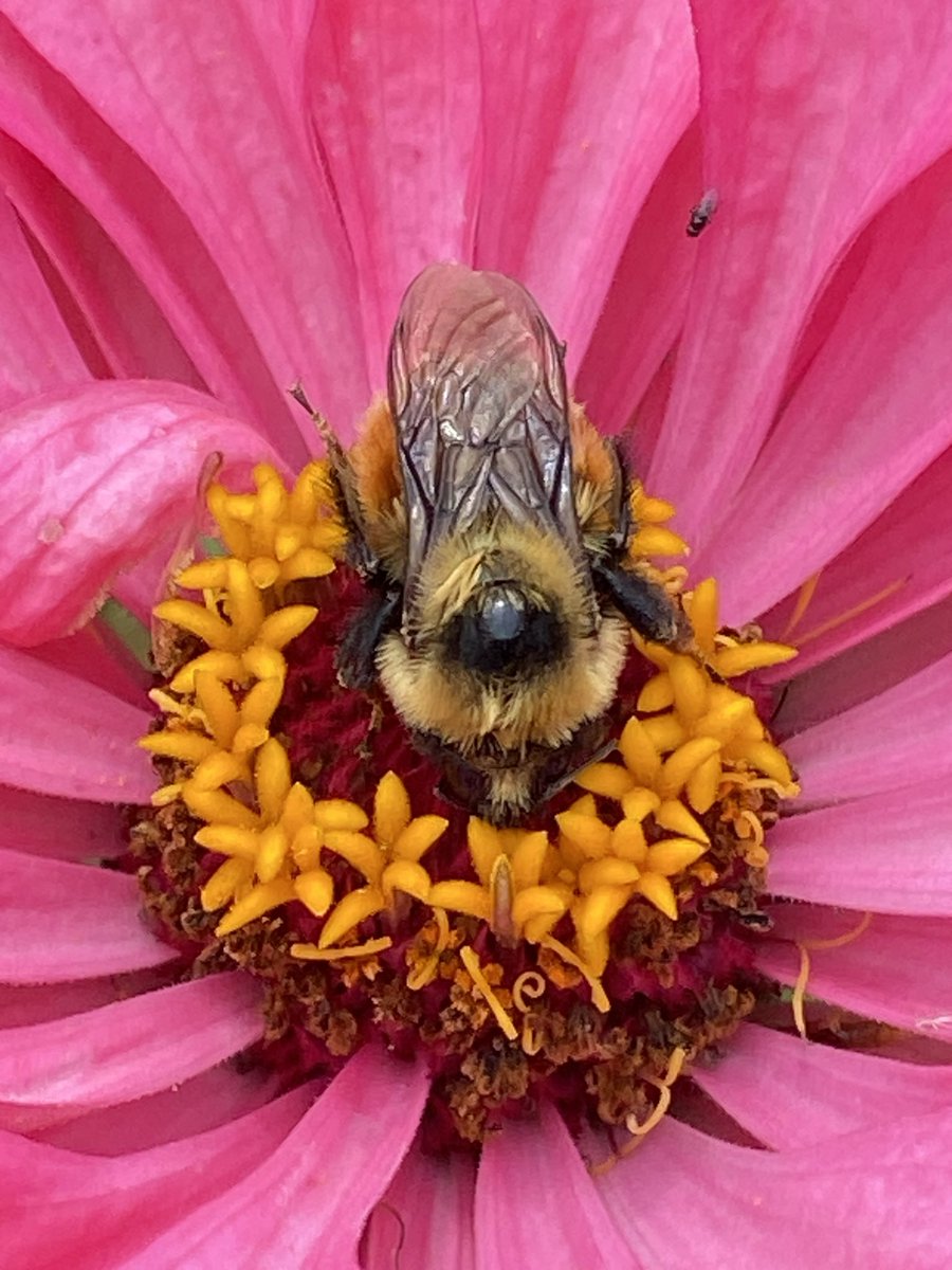 #Bee napping on a Zinnia 🌸
#SaveTheBees