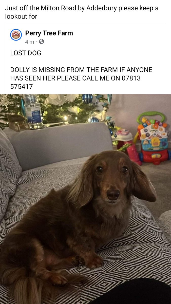 Missing from #Adderbury #Banbury #OX17 #lostdog please contact owner if sighted