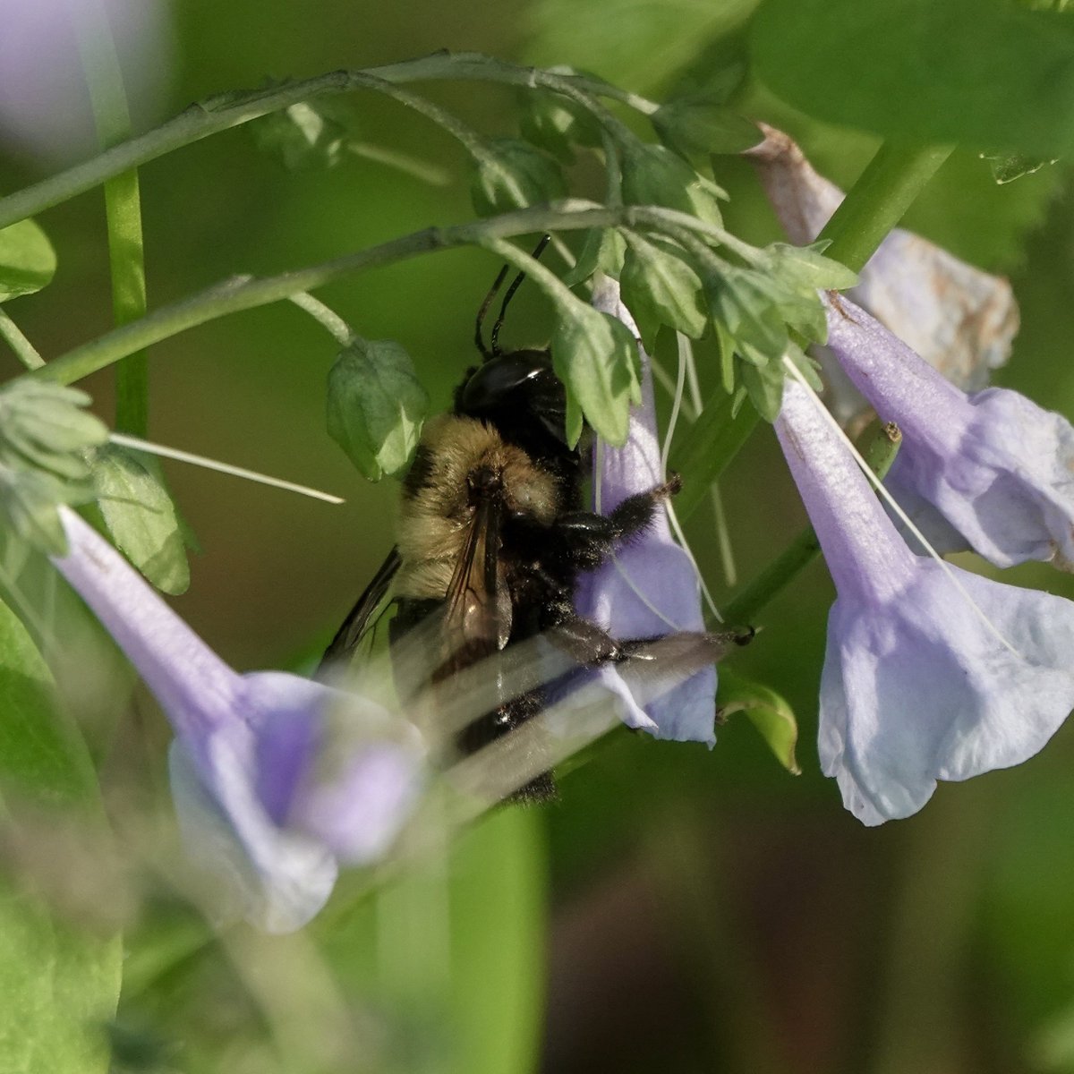 Good afternoon, please enjoy these pictures of a bee hugging some flowers 🪻🐝 #naturephotography #centralpark