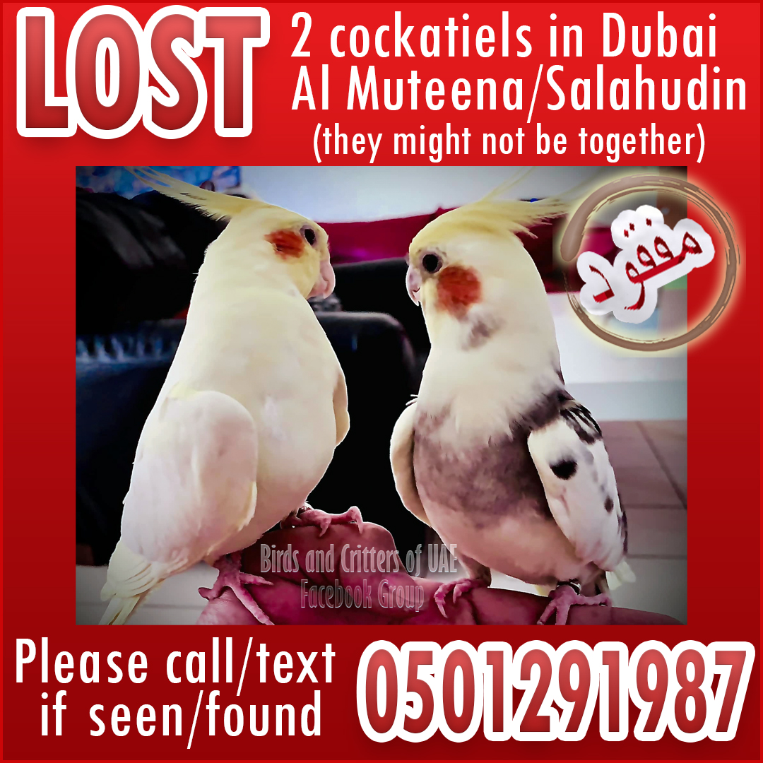 #lostparrots #lostparrot  #lostcockatiel  #lostandfoundparrots  #lostandfoundpet #lostandfoundparrotsuae #birdsandcrittersofuae #dubaipetlostandfound #lostandfoundpetsuae #cockatiel #cockatiels  #uae #dubai #almuteena #salahuddindubai #deira #deiradubai #deiradubaiuae