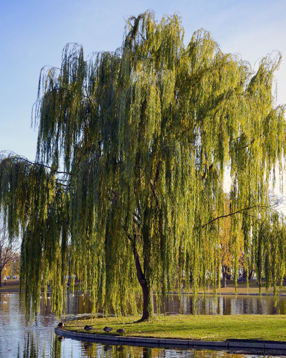 What’s y’all’s favorite flower/tree/plant?? I’m obsessed with weeping willows. I love the drama of them