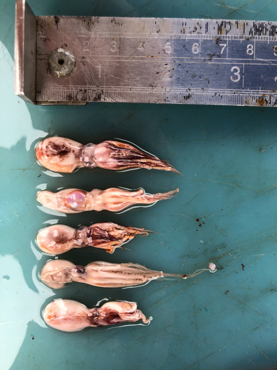 #WorldTunaDay

Read the poster below to learn about a diet study on yellowfin tuna in St Helena's MPA!

- Check out these photos of stomach contents from a recent fishing trip, can you guess what they are?

#sthelenampa #smallislandBIGFUTURE