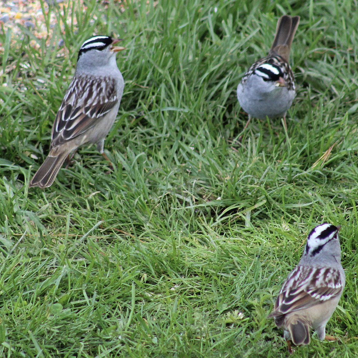 This #3sDay post is a #ThrowbackThurday almost exactly a year ago (May 5th) of some white crowned sparrows in our yard! They showed up over the weekend & have been all over our yard this week! I saw 5 of them out front yesterday! It’s been tough to get some photos of them😒