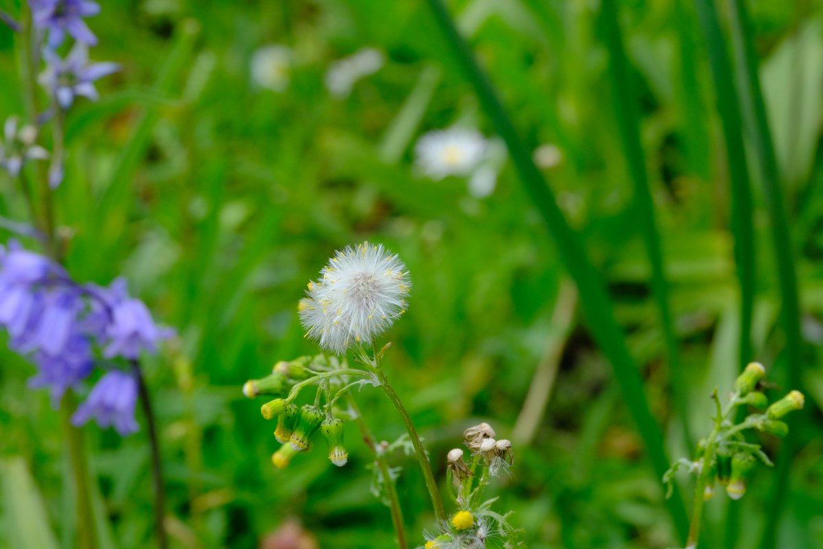 Yellow rattle, White ramping-fumitory, Cow Parsley, Common groundsel all in flower in our #wildspaces @savebutterflies