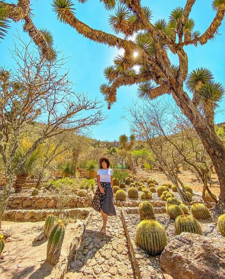 #ケレタロ にあるカデレイタ地域植物園は、メキシコで最も重要な20の植物園のひとつ💡🇲🇽

📷 @karykaryalvarez
#JardínBotánicoRegionaldeCadereyta

@wevisitmexico @VisitMex