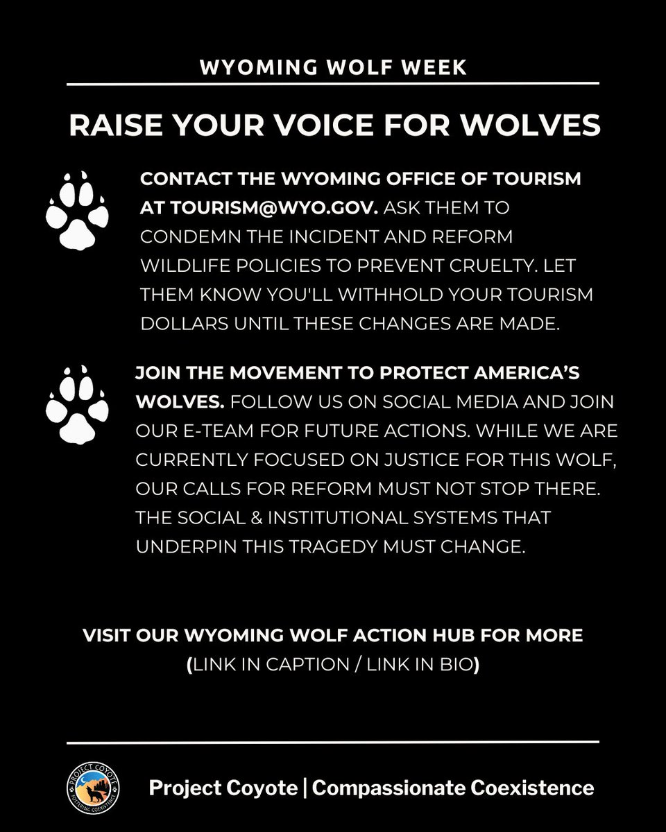 Hunting & hunters are not a homogeneous group, & not just the methods employed, but the motivations for engaging in the killing of wild animals deserve much higher ethical & scientific scrutiny. tinyurl.com/yc77n9xv 📷 Molly McCormick, #CaptureCoexistence Contributor