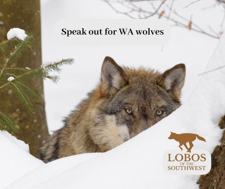 Provide a comment by 11:59 p.m. PDT on May 6, 2024 telling Washington Commissioners NOT to reclassify wolves. If the Commission reduces protections for wolves, more wolves will be killed both legally and illegally. Comments can be submitted here: publicinput.com/sepa_graywolf