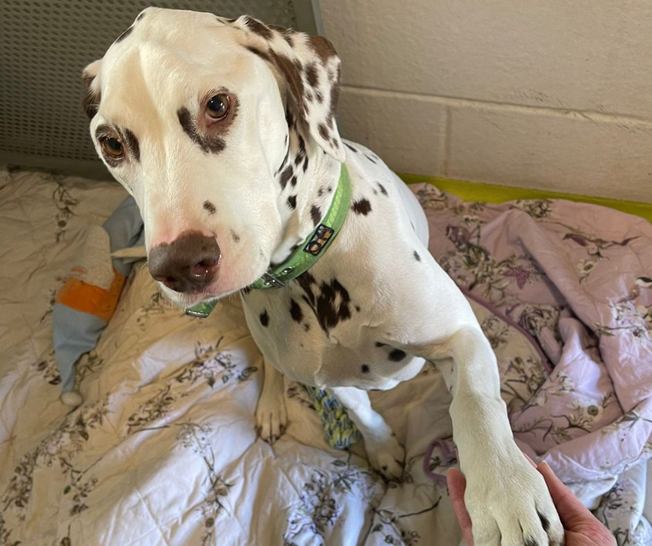 🐾Diego, the lovable spotty Dalmatian! 💔Unfortunately, we have a very sad case and a plea to our supporters for Diego the 7-year-old Dalmatian who recently came into the care of the Cotswolds Dogs & Cats Home.🐾 cotswoldsdogsandcatshome.org.uk/diego-the-lova…