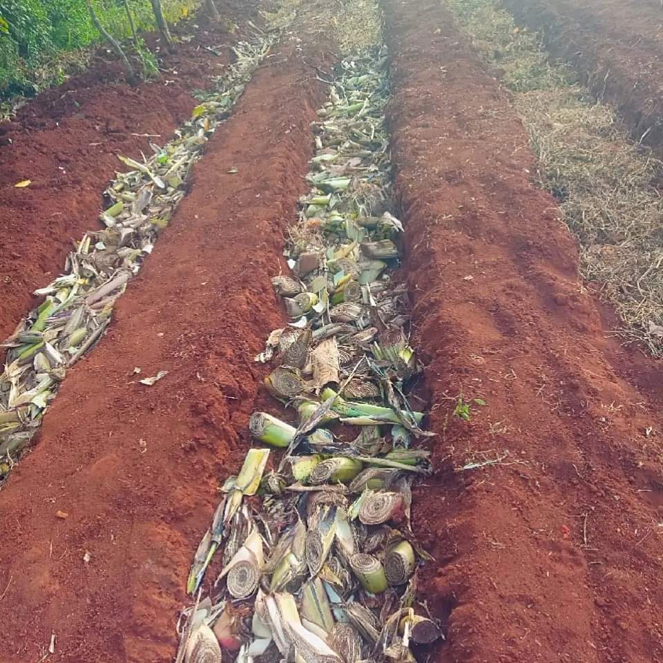 Plant residues are been placed in fertility trenches to facilitate decomposition thereby adding nutrients hence, increasing soil fertility and also help in improving microbial activity.

It can also help in reducing acidity of the soil and increasing soil porosity.

Serves for…