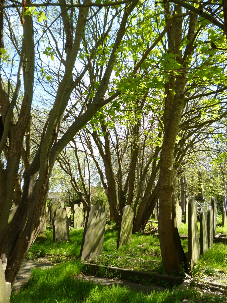 Trees and gravestones at Lister Lane Cemetery, 1st May 2024.