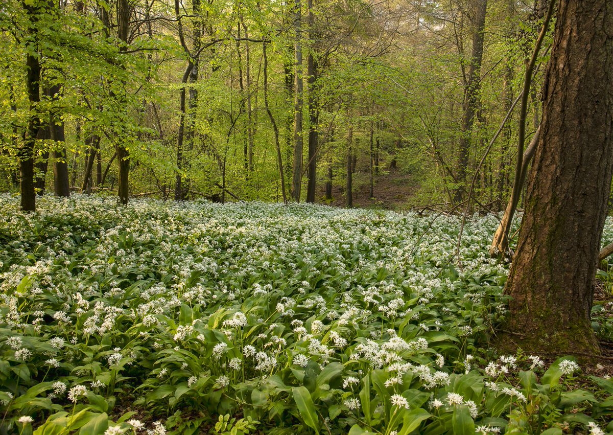 Smell of wild garlic,

@lovefordorset @itvweather @OutdoorPhotoMag @nikonownermag @LEEFilters @VanguardPhotoUK @itvmeridian @big_ @AlexisGreenTV @BBCSouthWeather @SigmaImagingUK @AP_Magazine @Picfair @TelegraphPics @DorsetExplore @NikonD850 #wildgarlic