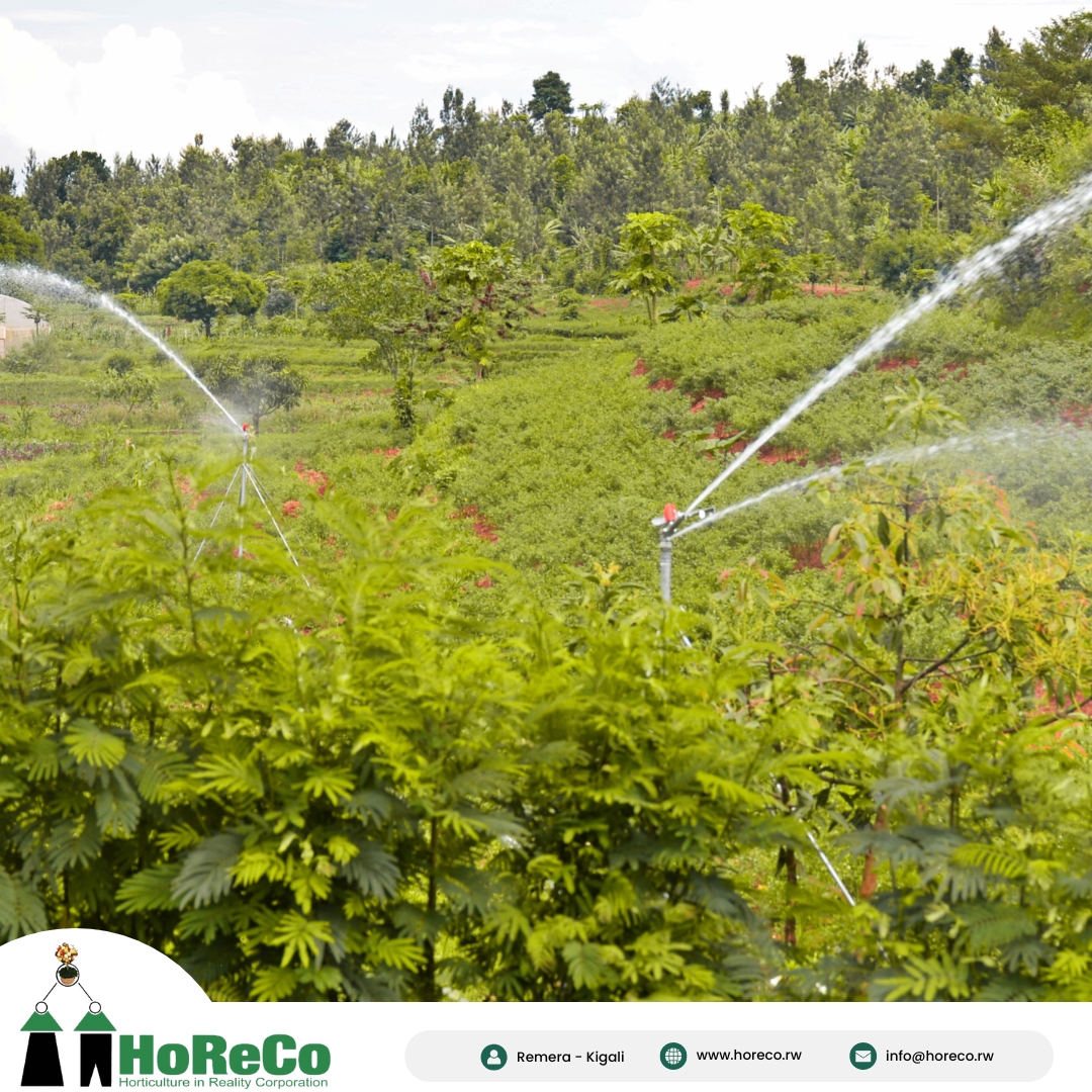 We are delighted to share exciting news from HoReCo! Today, we are thrilled to announce that we have been awarded a generous grant of agricultural materials for irrigation, including rain jets, from SAIP.