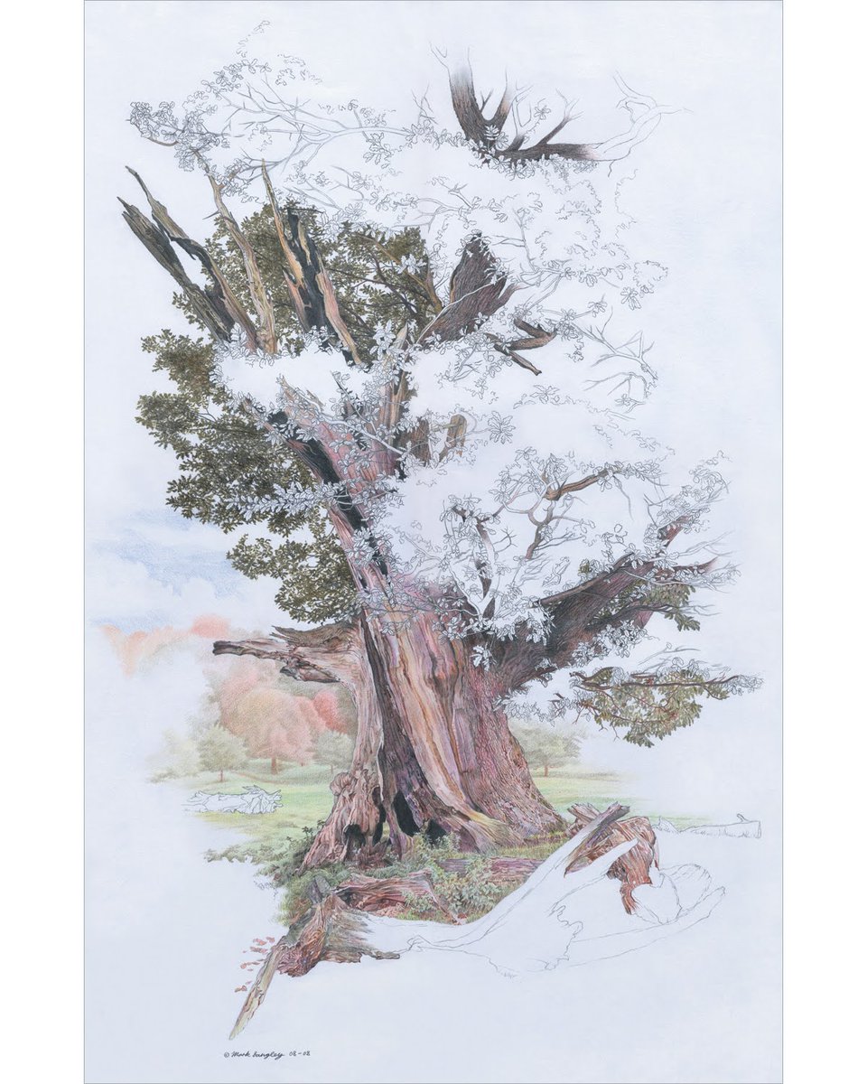 'Chatsworth Oak Tree'
Colour pencil and pencil drawing - 40 x 62 cm
#throwbackthursday
A print design in 'The Art of Trees' at The Harley Gallery
Original is still available