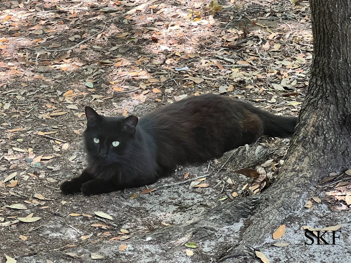 Raspberry: Hello Everyone, it’s a hot feels like temperature of 92 degrees outside 🥵🥵🥵 so I’m enjoying this #FluffyFursday Afternoon relaxing in the shade, 😻😻😻 I hope that everyone has a safe and relaxing day. ☮️💖😺 #CatsOfTwitter #CommunityCat #Panfur