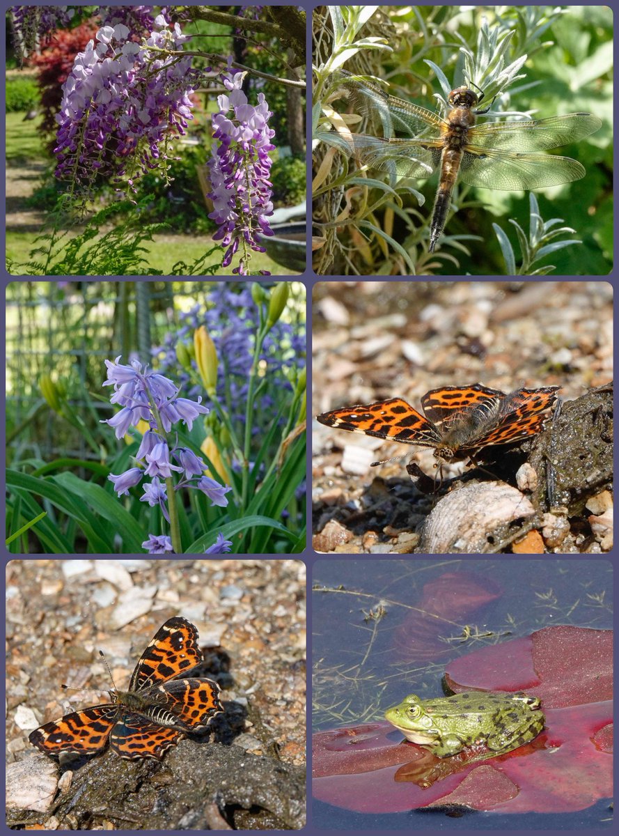 Heerlijk dat de #vijvertuin van Ada Hofman in Loozen weer geopend is. Er was weer veel te zien. Prachtig landkaartje alhoewel hij niet op de mooiste plek ging zitten!😄 🦋En een prachtige viervlek en kikkers die een hoop kabaal maakten!🐸 #chinese_blauweregen #Spaanse_hyacint