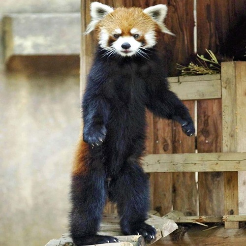 <a href="/zmanian/">zmanian</a> $futa did it, he made it to 20 years old! @futaSolana