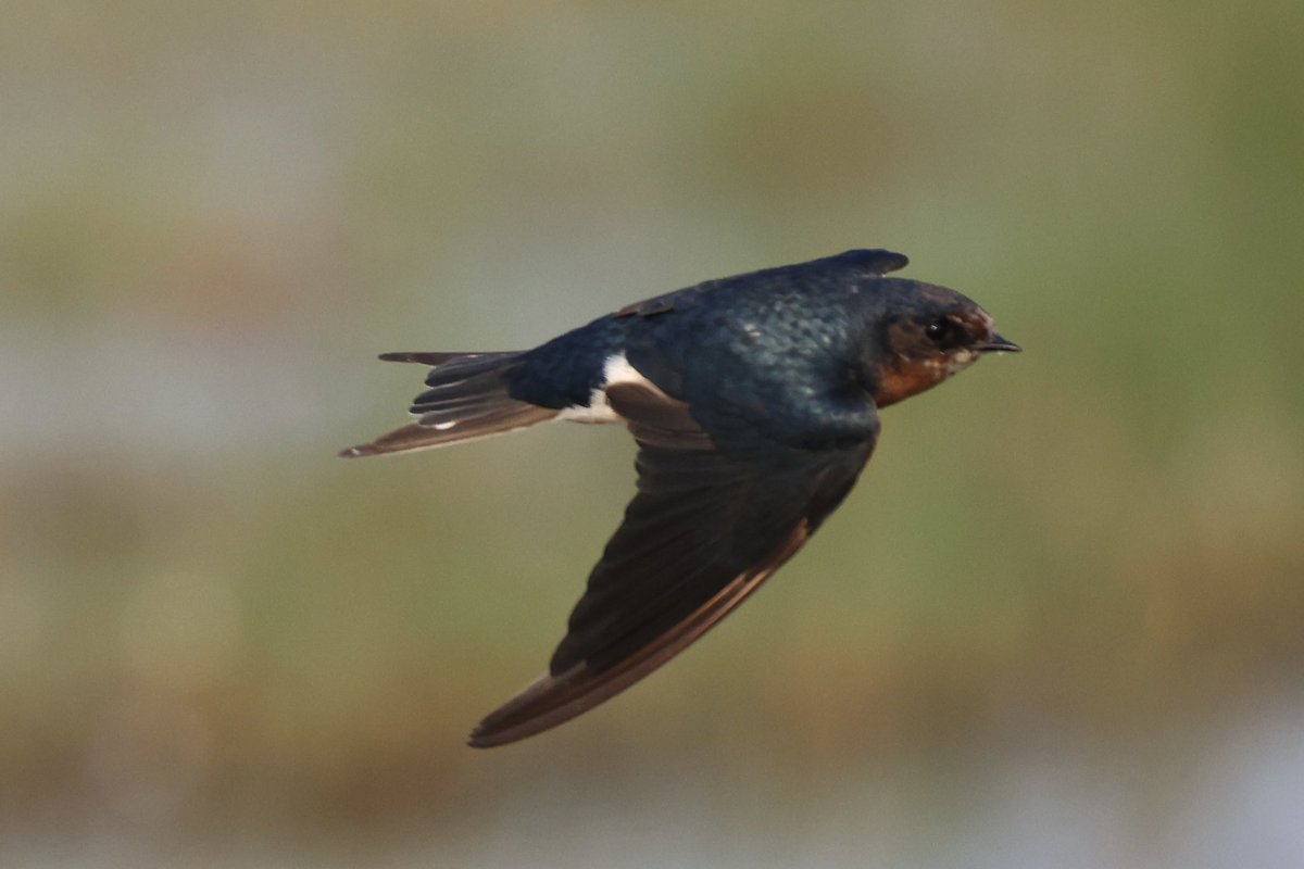 Shooting these fast flying Barn Swallows at high shutter speed from an unstable shikara at Manglajodi, Odisha was a very satisfying moment for me
