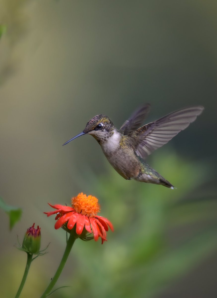 Nothing quiet as comical as these young Ruby Throated Hummingbird learning the ropes! This juvenile male is wearing some pollen on its head 😆 #TwitterNatureCommunity #BirdsOfTwitter #BirdTwitter