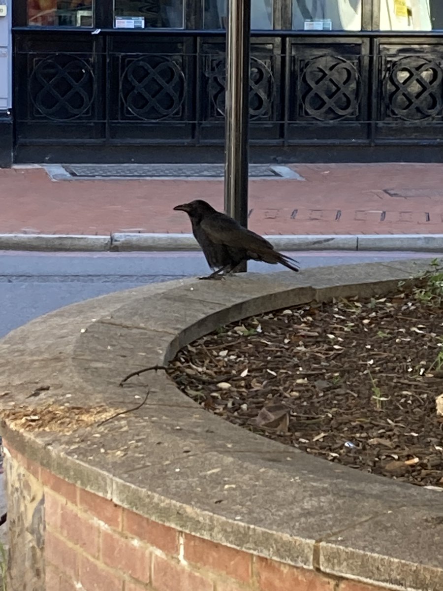 Local Carrion Crow, another much maligned #rdguk resident