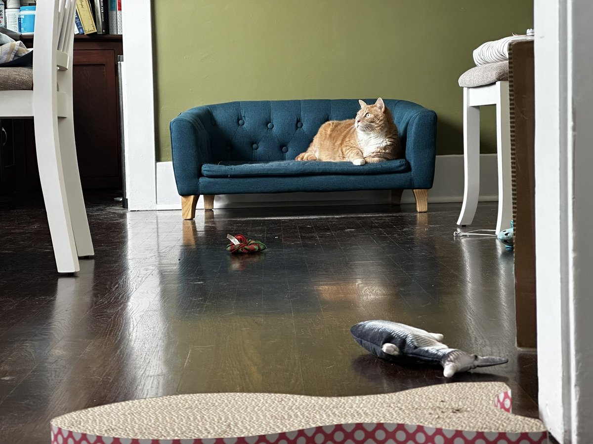 Like a baroque masterpiece: my friend Molly’s cat George on his sofa.