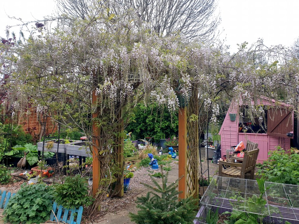 Hurrah! #Wisteria survived the storm! 

I was worried all her lovely #blossom would be gone