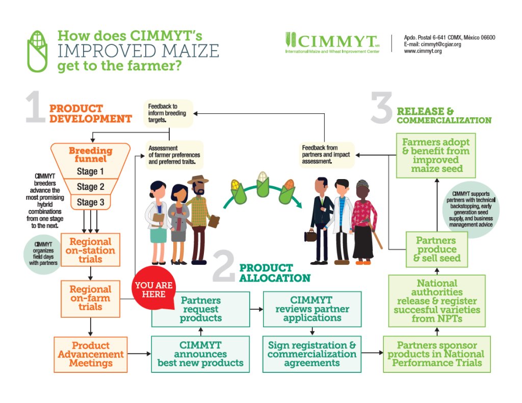 #CIMMYT is happy to announce 8 new, improved tropical maize hybrids that are now available for uptake by public & private sector partners interested in marketing or disseminating hybrid🌽seed across eastern 🌍 & similar agroecologies. Deadline: 15 May 2024 bit.ly/3WF42SD