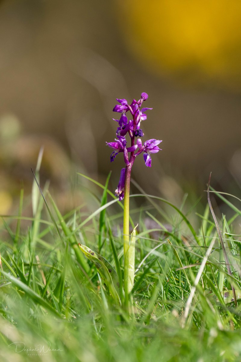 @DorsetWildlife Found them on Martin Down National Nature Reserve, which is in Hampshire, almost Dorset ;) @HantsIWWildlife @VisitHampshire