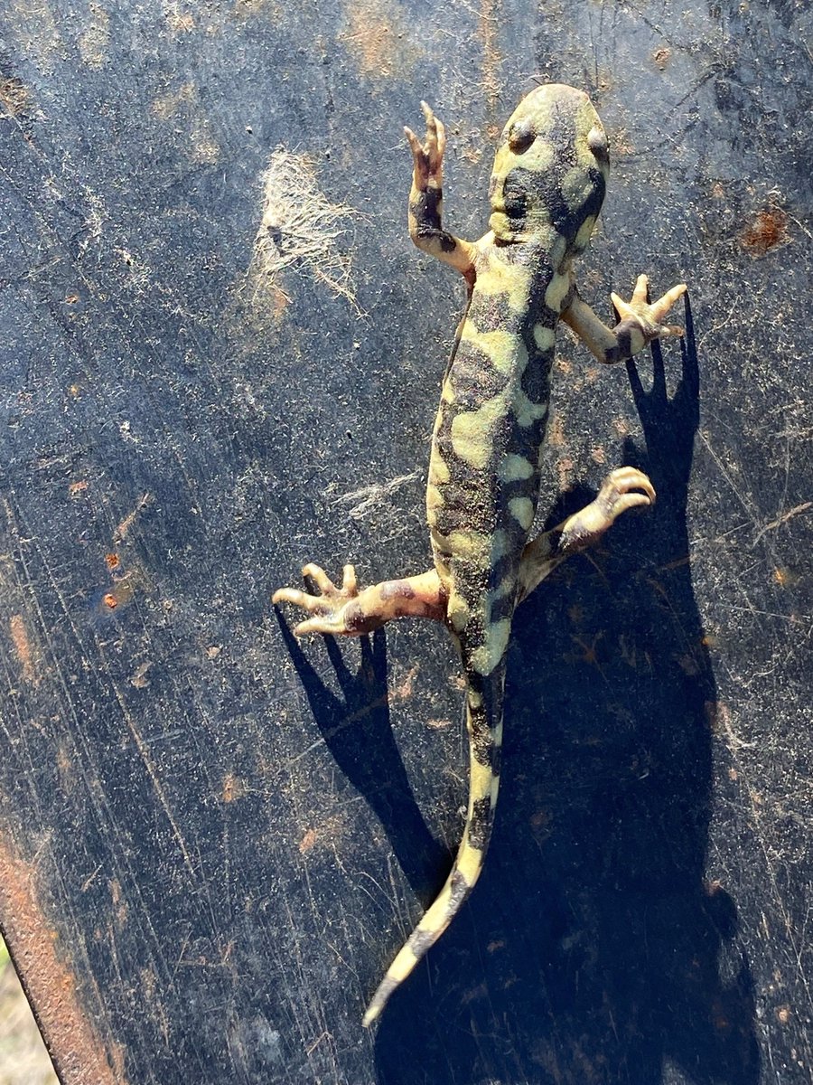 Introducing: The Barred Tiger Salamander! Its superpower is that they are capable of becoming a terrestrial adult OR stay aquatic &amp; still reach maturity! Species that do this are known as neotenic- meaning they retain their gills &amp; remain aquatic into adulthood.
#AmphibianWeek