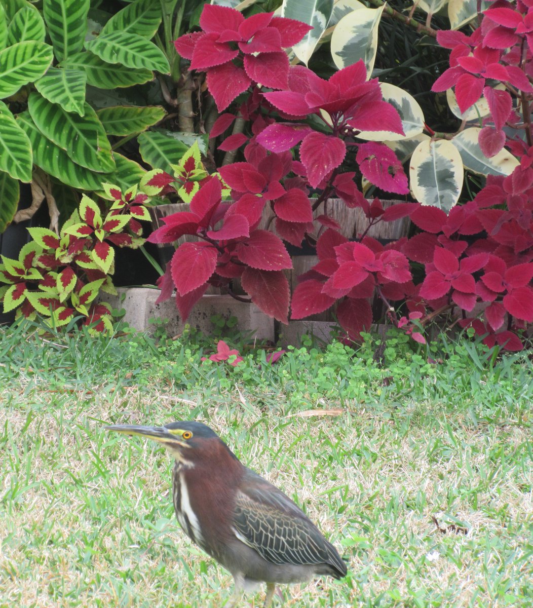 @kirola_hemant hard for me to get bird pics; they don't stay still  for me, but I ocassionally get a few of the wading birds , who are not scared off so easily.  will see if I can find one. PS  Remember #Fridayflowers tomorrow Attached is a Green Heron in my backyard