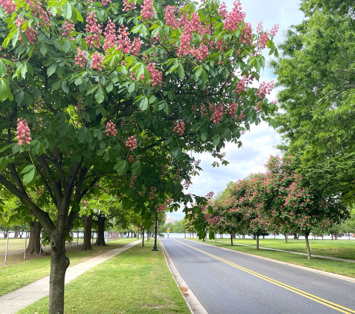 As spring progresses, the yellow buckeyes along Buckeye Drive on Hains Point are blossoming. Thriving in full sun, buckeyes get their name from their distinctive brown & white seeds that some people think look like deer eyes. #WashingtonDC