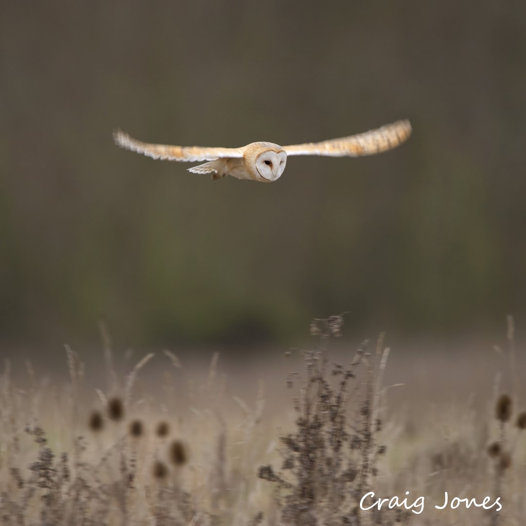 Barn Owls have excellent adaptations for successful hunting and are generally most active at dusk and dawn, typically leaving their roost site and ‘commuting’ across unsuitable habitat to reach a favoured hunting area, such as a patch of rough grassland. barnowltrust.org.uk/barn-owl-facts…
