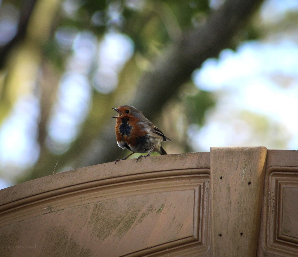 First bird of my day a beautiful robin singing its heart out #firstbirdofmyday #birding @Natures_Voice @BBCSpringwatch #NatureTherapy #birdwatching