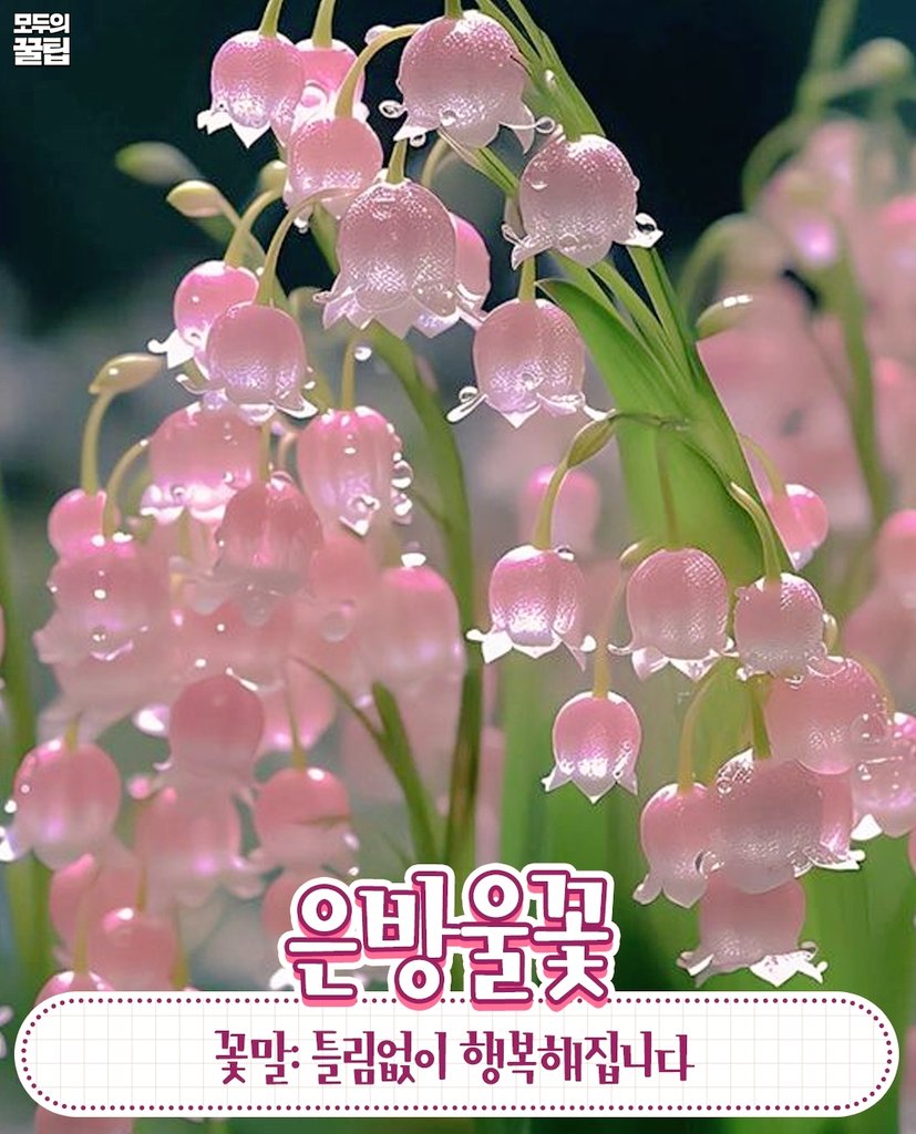 꽃말- [틀림없이 행복해집니다]
보는 사람들 모두 행복해지라고 탐라에 심기