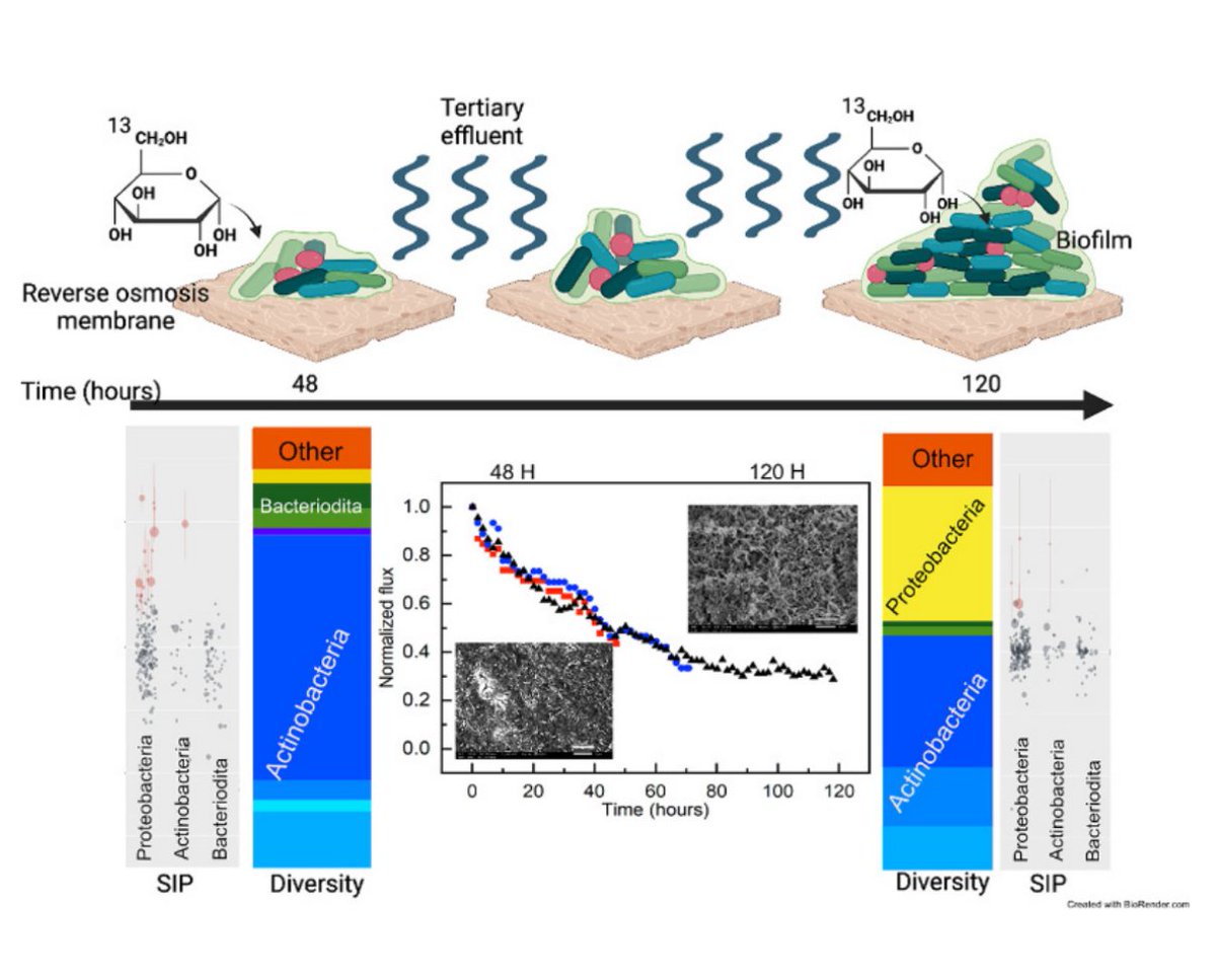 Roey Angel (@roeyangel) on Twitter photo New collaborative publication in <a href="/DesalinationJ/">Desalination</a> showing bacterial succession and growth of Actinobacteria at the expense of Proteobacteria on a reverse-osmosis biofilm using DNA-SIP
sciencedirect.com/science/articl… New collaborative publication in <a href="/DesalinationJ/">Desalination</a> showing bacterial succession and growth of Actinobacteria at the expense of Proteobacteria on a reverse-osmosis biofilm using DNA-SIP
sciencedirect.com/science/articl…