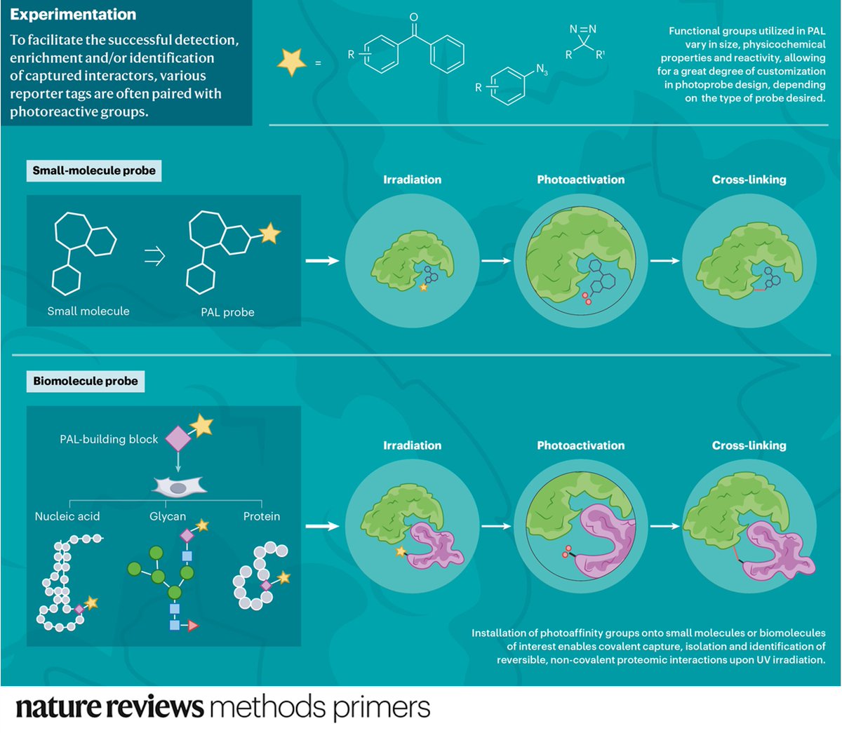 Our latest PrimeView highlights the different types of reporter tags that can be paired with photoreactive groups for photoaffinity labeling. Free to download for a week: go.nature.com/44rz5Tt