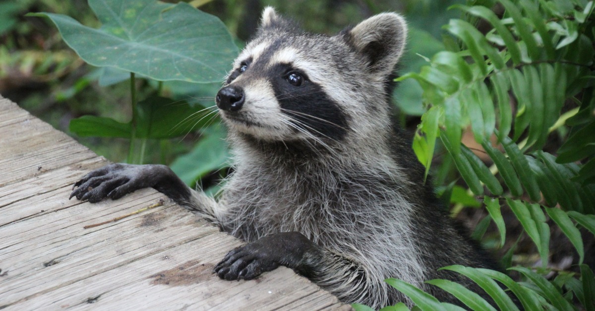 Help protect kids from animal bites by teaching them wildlife safety tips: 👉 They may look cool or cute — they aren't pets 👉 Don't touch them — they may bite or scratch 👉 They may look hungry— but don't try to feed them More tips to prevent #rabies: ow.ly/g4ww50yrsSA