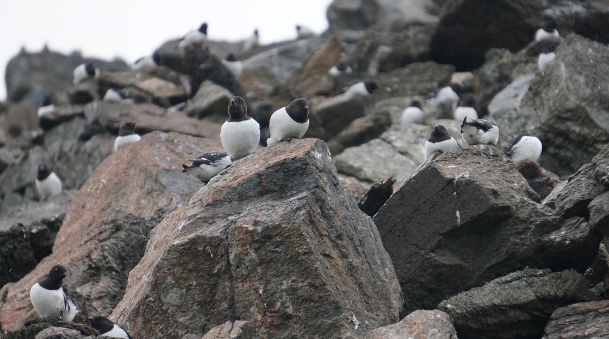 🚨 2 #PhDposition and #Msc project available 🚨
Are you interested in #bird coordination and #seabirds?
🪺🪶
Check out the offer in our vibrant group: polarecologygroup.wordpress.com

#phdchat #ornithology