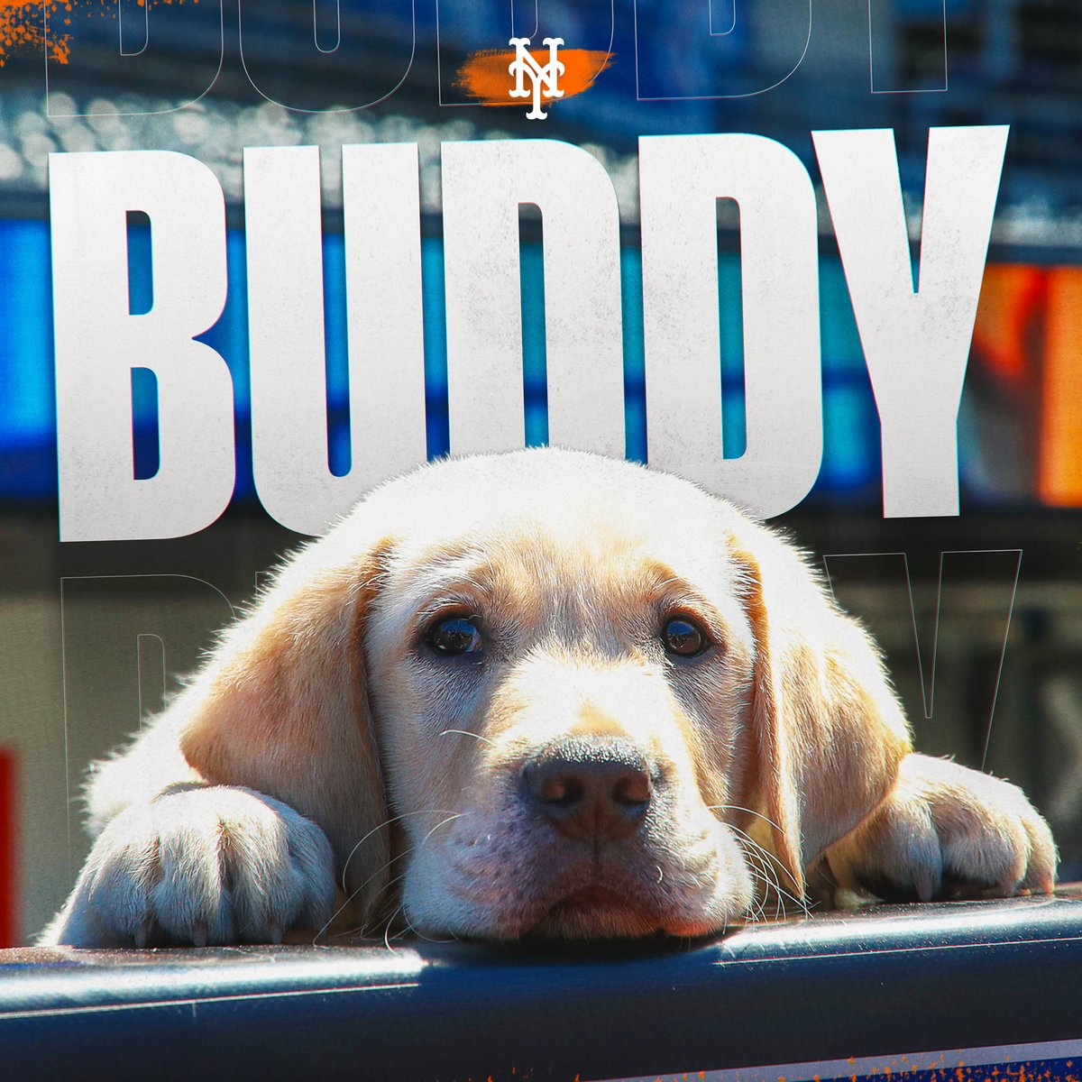 A name that honors the fearless and scrappy @Mets Legend: #3, Bud Harrelson. Everyone, meet your new best Bud[dy]! 🐾