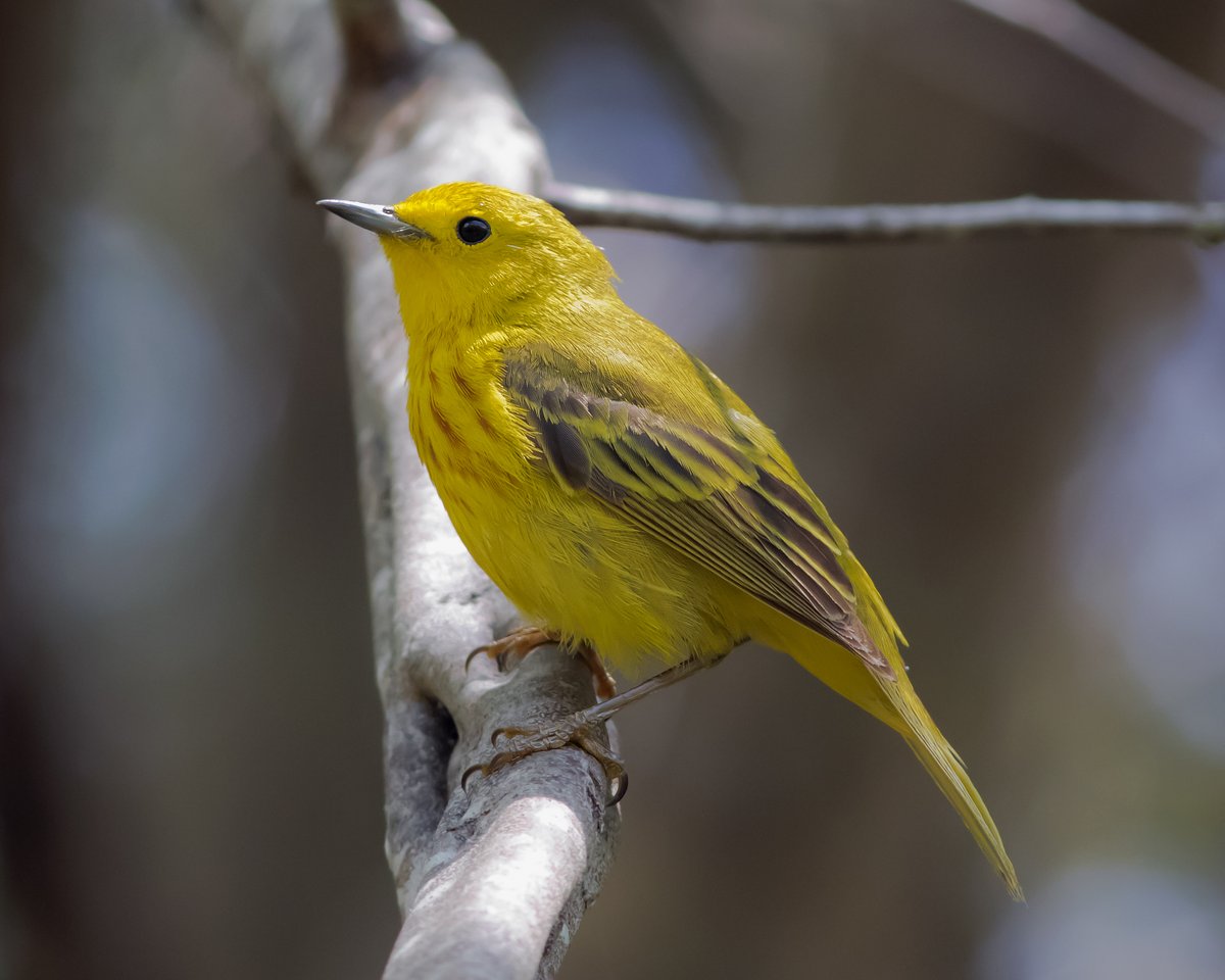 Spring migration is hitting its peak across the U.S., and you can help migratory birds on their journey! From planting native plants to turning lights off at night–explore 7 Simple Actions you can take to #LiveBirdFriendly this migration season and beyond: nationalzoo.si.edu/migratory-bird…