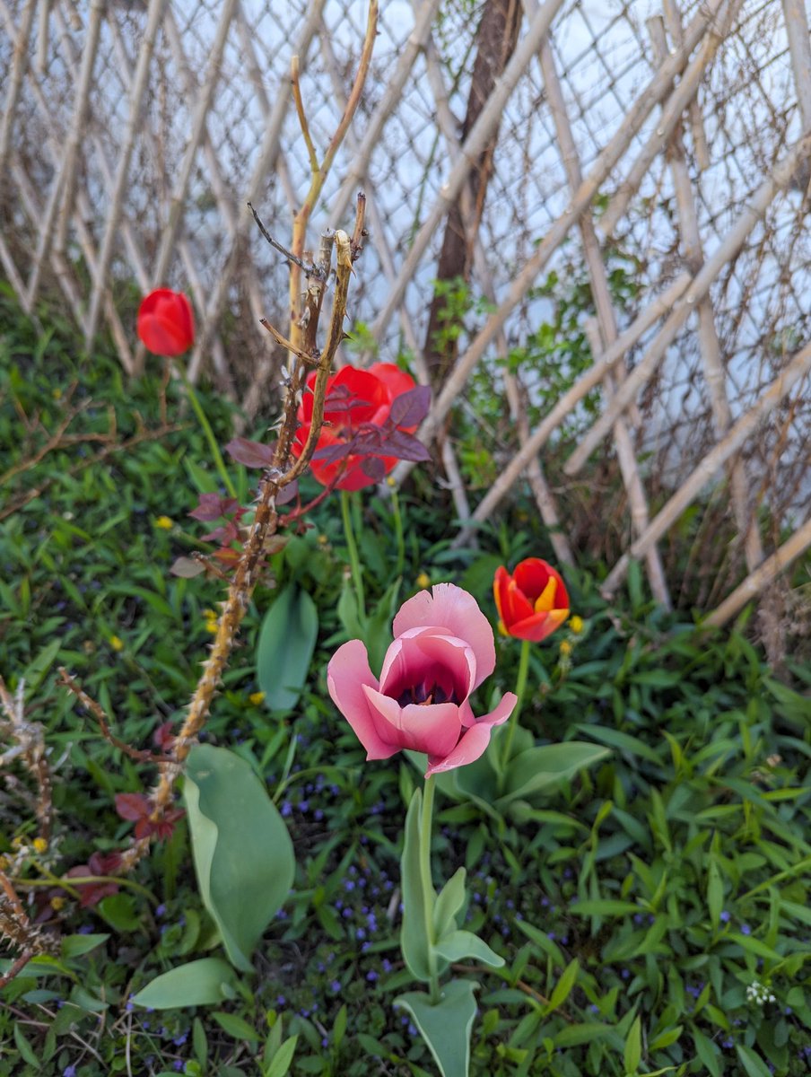 Last evening while we were having dinner, the dogs started going nuts. Two people were in our driveway, sitting in our tulips taking selfies!! 
Figured I should take some front yard picks of my own 🤣 
The final pic is interesting. This tulip wasn't here last year. I suspect it's…
