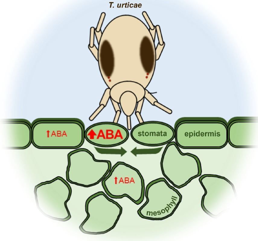 NEWS & VIEWS: Hold the door! Stomatal defense also protects against mites (Manuel González-Fuente) buff.ly/44BYAlr @AlimentiaFood@CBGP_Madrid @xanderjones82 @ASPB #PlantSci