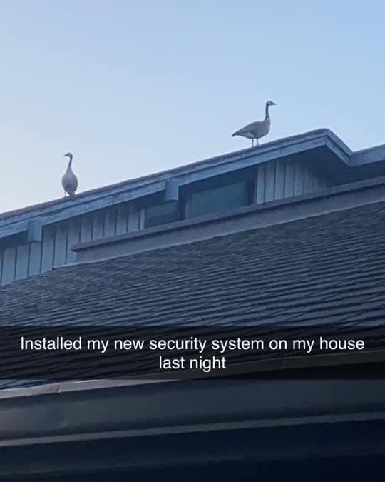 Honk tweet media