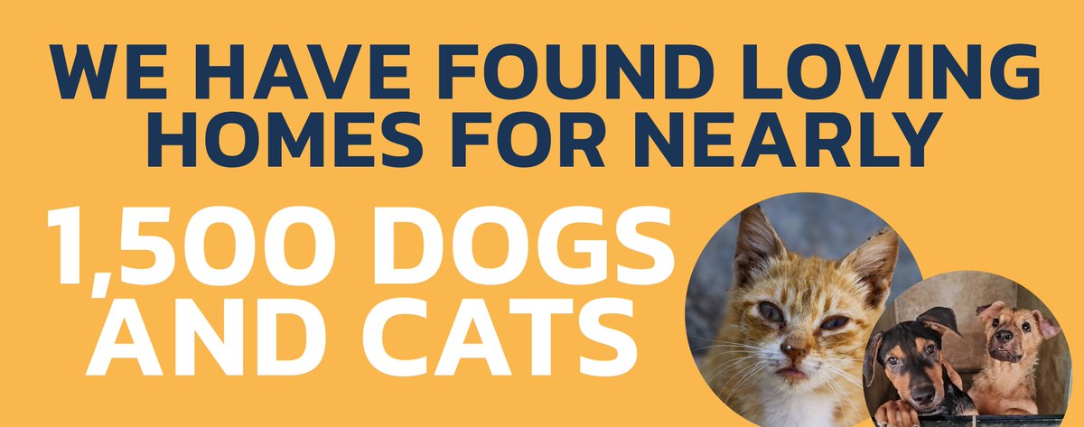 Did you know that we have found loving homes for nearly 1,500 dogs and cats? 🏠💛 And the best part - that's only one piece of the puzzle. 🧩 We're committed to creating long-term change, working towards a better future for all animals. Find out more: iapwa.org/about/
