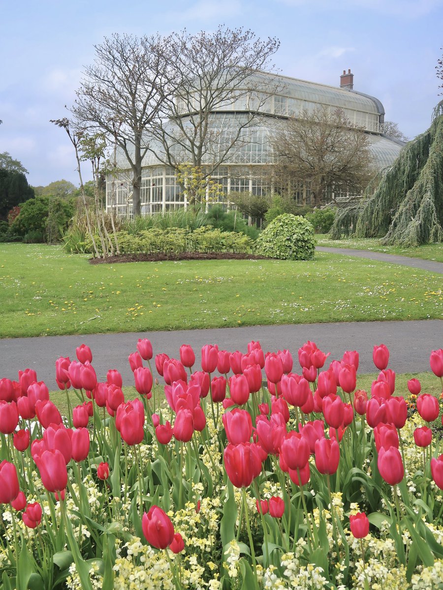 Tulip time at @NBGGlasnevinOPW  ❤️

@VisitDublin @LovinDublin @dublinlive @discoverirl @TourismIreland @AimsirTG4 @ThePhotoHour @lovindotie @IrishCentral @IrelandB4UDie