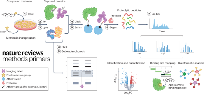 Photoaffinity labelling (PAL) enables the direct mapping of interactions of small molecules with proteins. In this Primer, Homan et al. discuss the basic principles and considerations involved in the design and implementation of PAL reagents and methods. go.nature.com/4bk9KNH