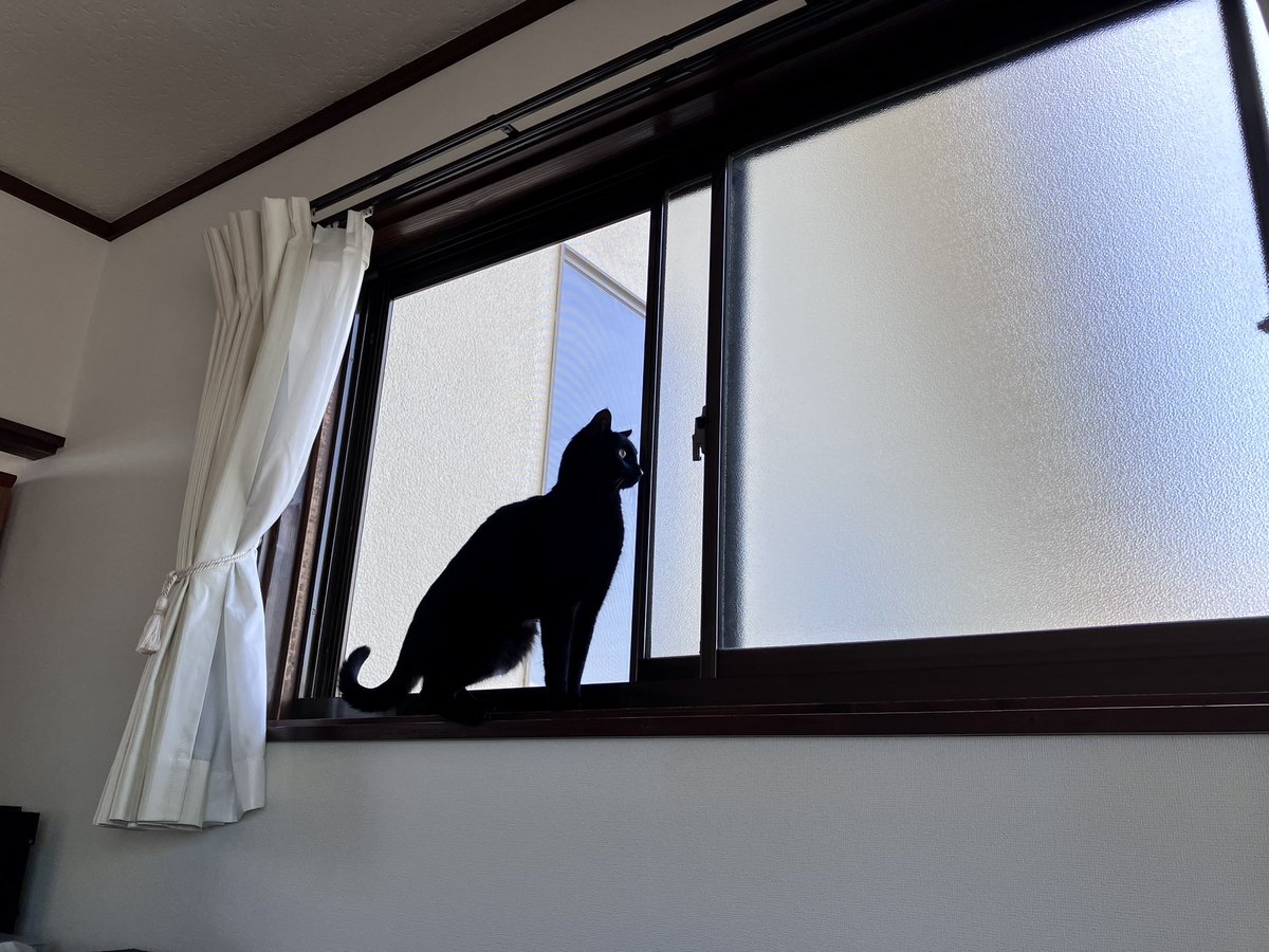 朝活で陶炎祭へ。せきあかねさんの器✨
繊細な模様が美しくて可愛い🩷
ねこさんも気に入ってる〜
笠間の青空、きれいだったし
平日だから道も空いてた🎵

2階の部屋の窓を開けて網戸にしたら、
ねこさんが外を見て風を感じてたけれど、さりげなく閉めました🐈‍⬛

#イマソラ #陶炎祭 #黒猫